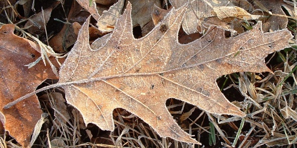 Northern Red Oak (Quercus rubra) (photo by FlickrLickr)
