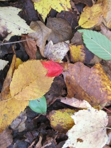 Maine autumn colors: birch, maple, and oak